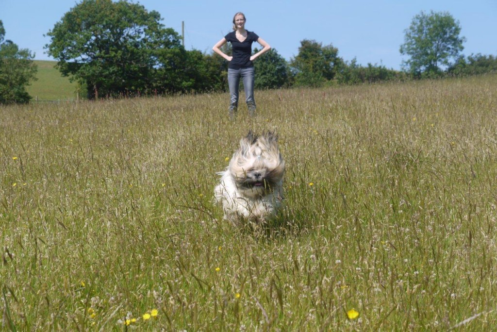 Otto, a Lhasa Apso, in hay field
