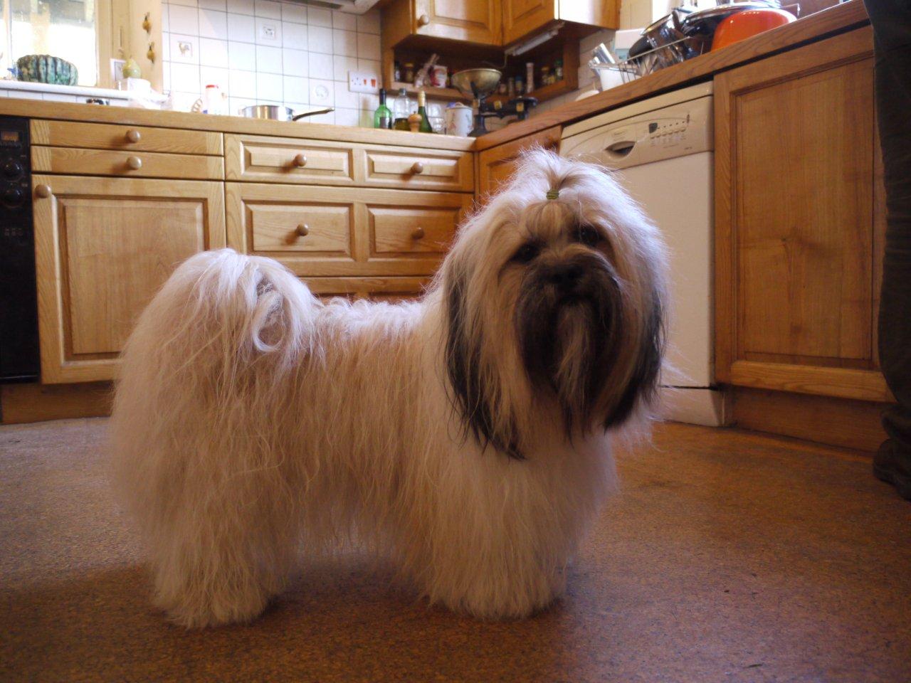 Lhasa apso long hair clearance