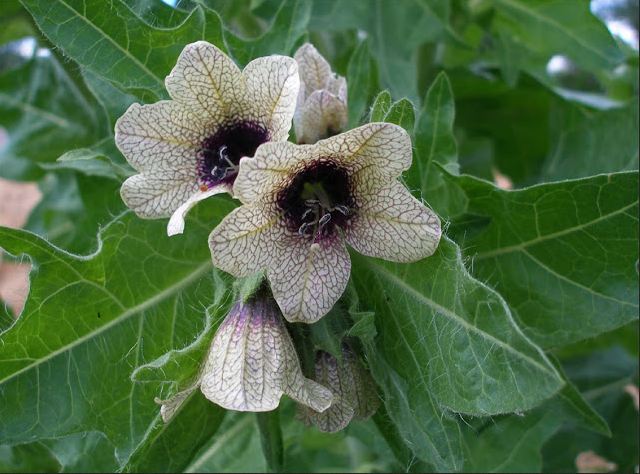 The poisonous and psychotropic herb, Henbane 