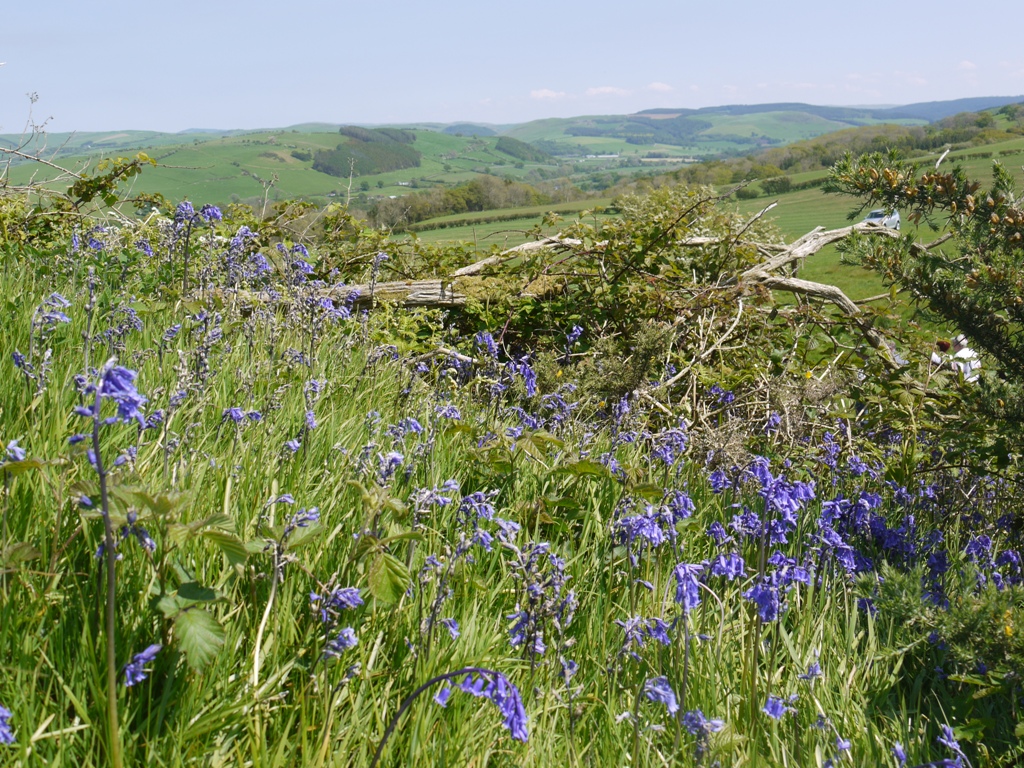 The hillfort commands a view eastward up the valley to Trawscoed